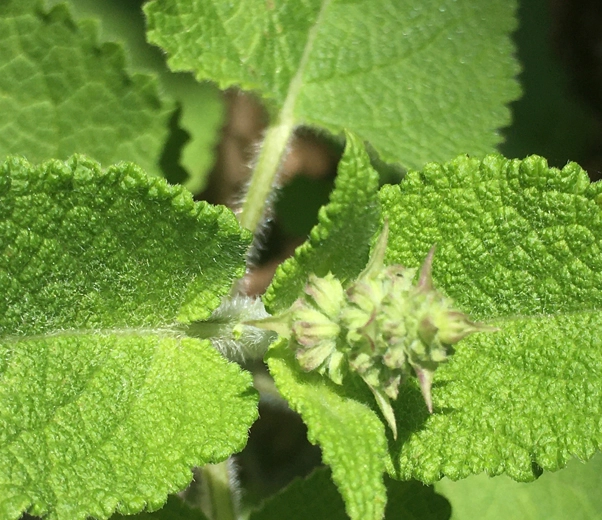 hojas de salvia esclarea
