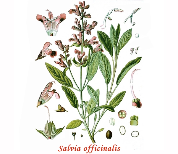 Botánica Salvia officinalis