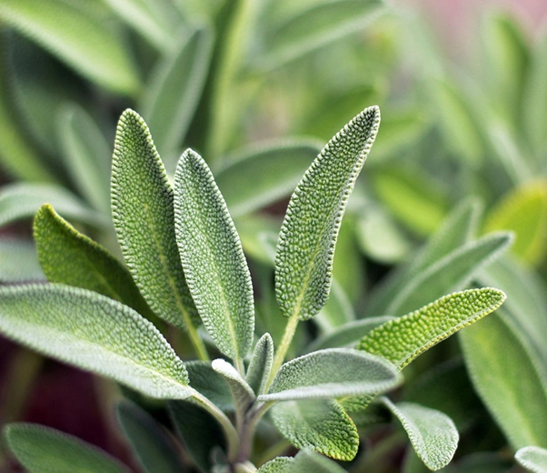 Brote de salvia officinalis