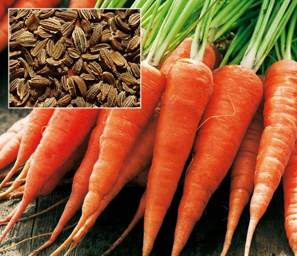 Zanahorias y semillas