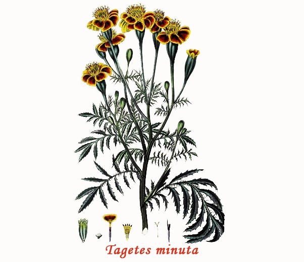 Botánica de Tagetes
