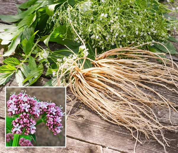 raíces de valeriana