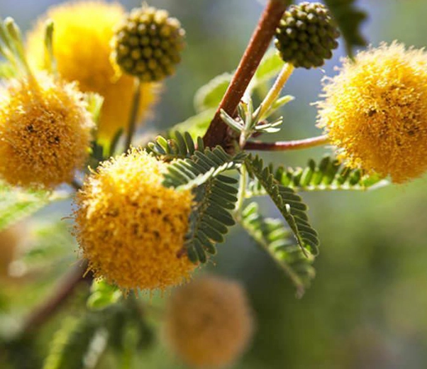 Flores de acacia