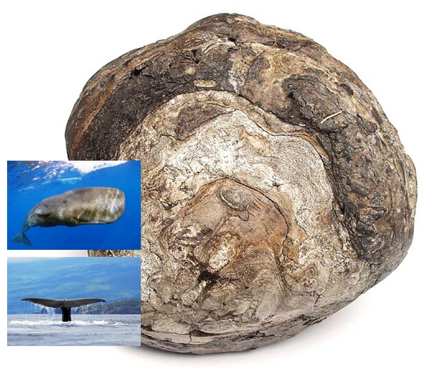 Ámbar gris y cachalote