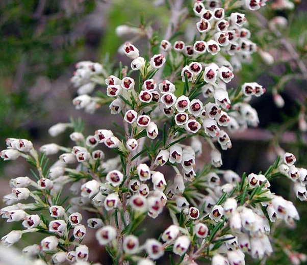 Brezo en flor