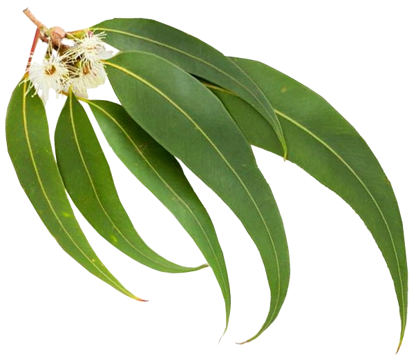hojas de eucalipto