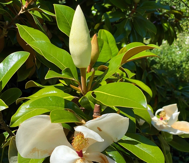 Magnolia en flor
