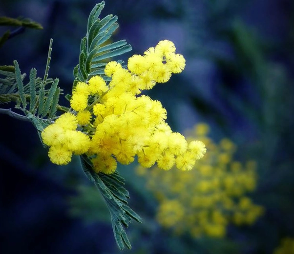 flores de mimosa