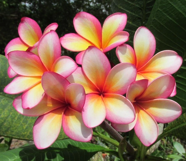 flores de frangipani