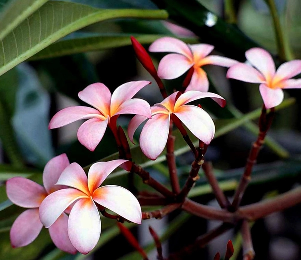 Frangipani en flor