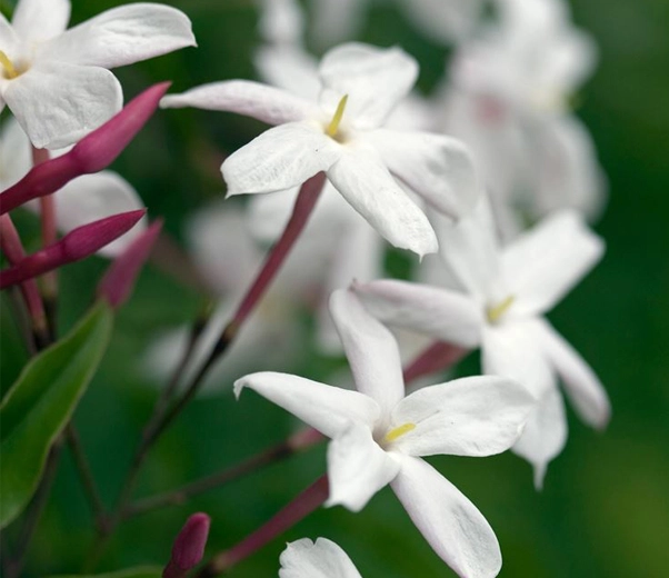 flores de jazmín