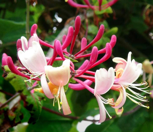 flores de madreselva
