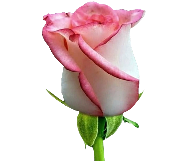 capullo de rosa turca