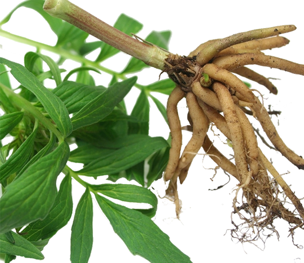 Planta y raíces de valeriana