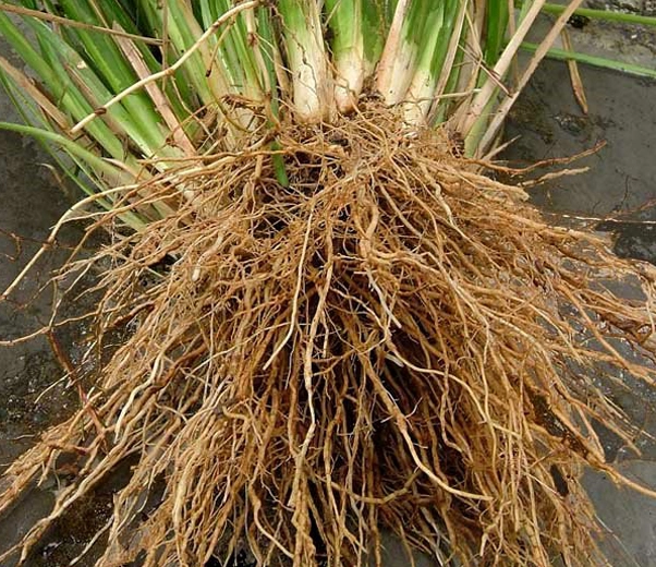 raíces de vetiver