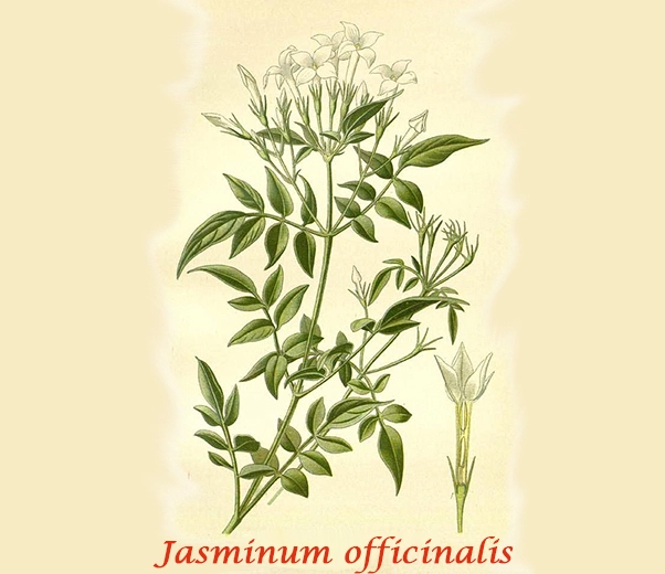 Botanique du jasmin