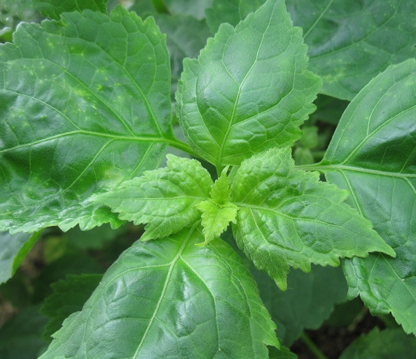 feuilles de patchouli