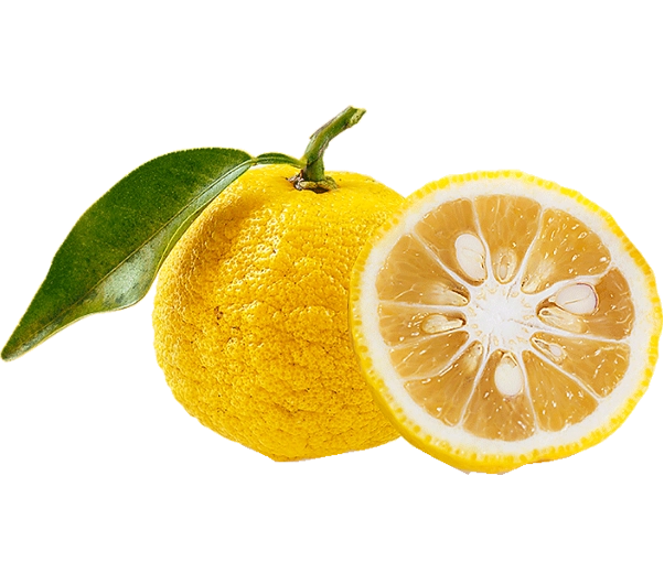 fruit Yuzu