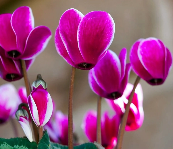 Fleurs de cyclamen