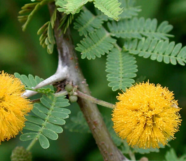 Fleur d'acacia