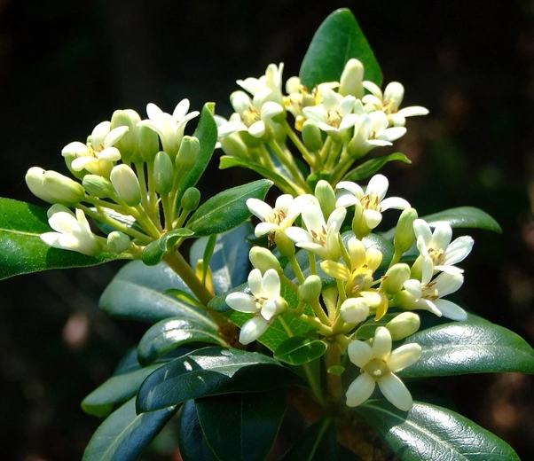 Fleurs de Pittosporum
