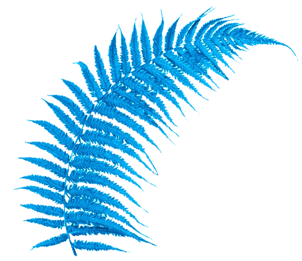 fougère bleue