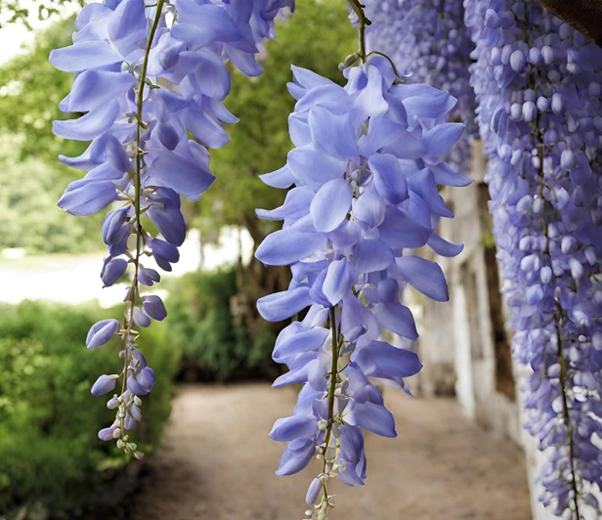 grappes de fleurs de glycine