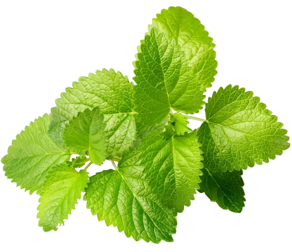 feuilles de mélisse