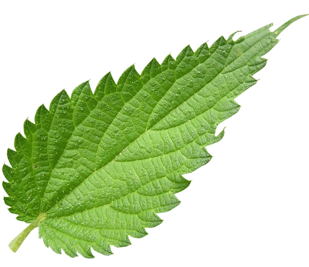 feuille d'ortie