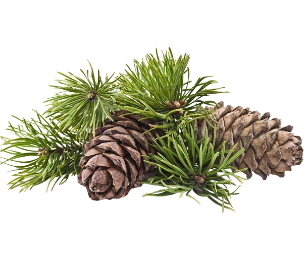 Branches de pin de Sibérie avec des pommes de pin