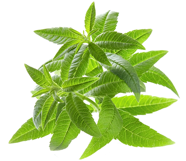 feuilles de verveine