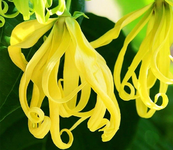 fleur d'ylang-ylang