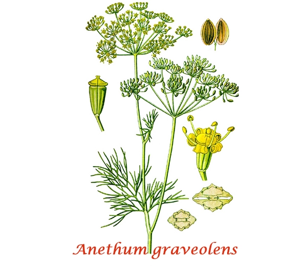 Botaniste Dill