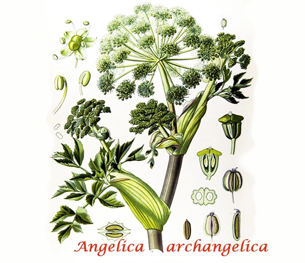 Graines d'angélique botaniques