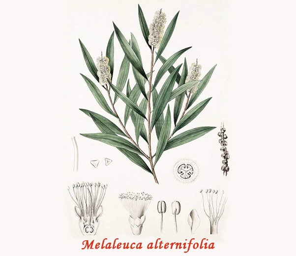 Botanique Melaleuca alternifolia