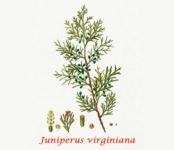 Botanique Bois de cèdre