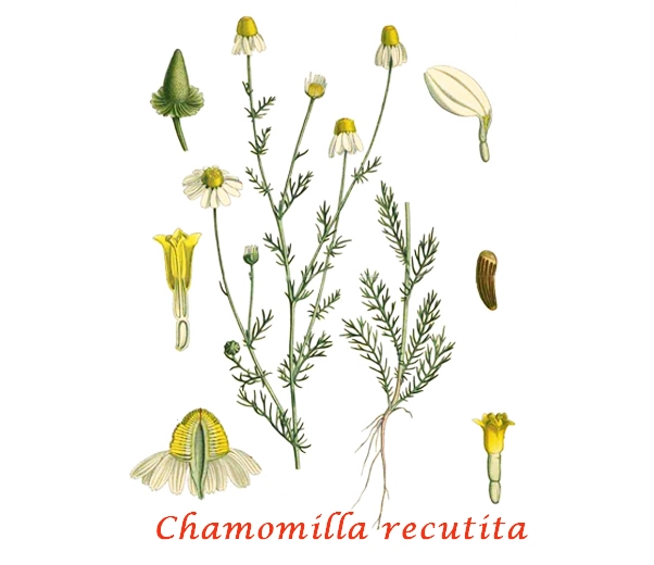 Botanica Camomilla matricaria
