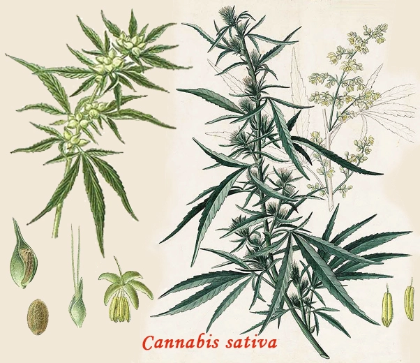 Botanique du chanvre