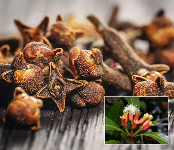 clous de girofle