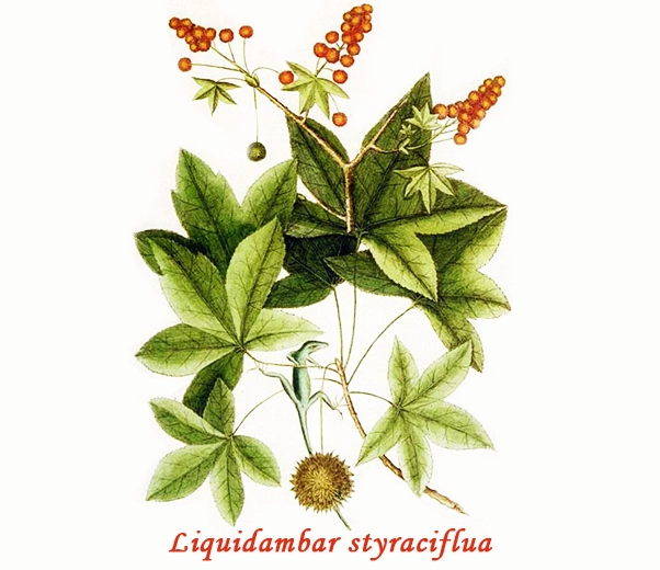 Botanique Liquidambar styraciflua