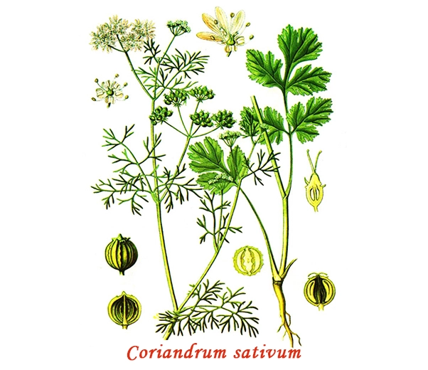 Botanique de la coriandre