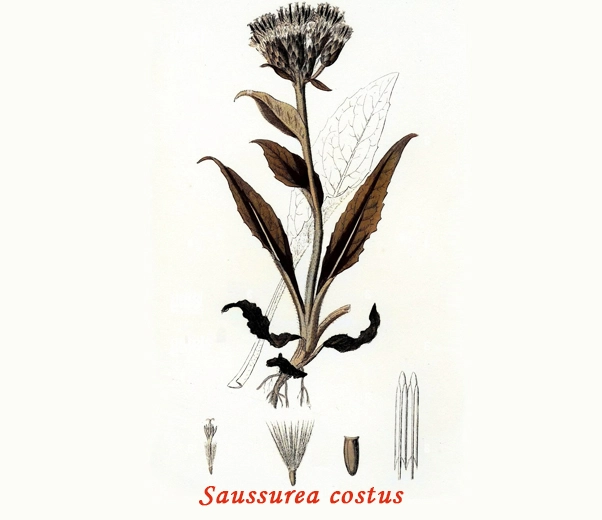 Coût de la botanique