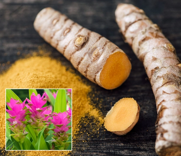 Rhizomes de curcuma