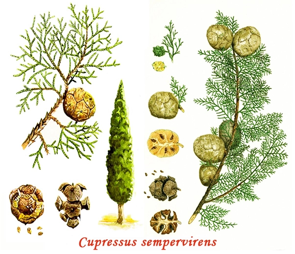 Botanique du cyprès