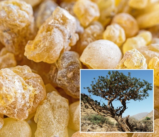 Granulés d'encens et plante