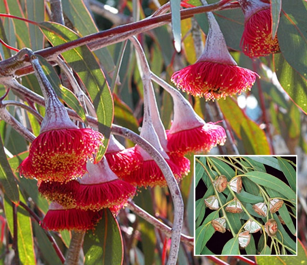 Fleurs d'eucalyptus