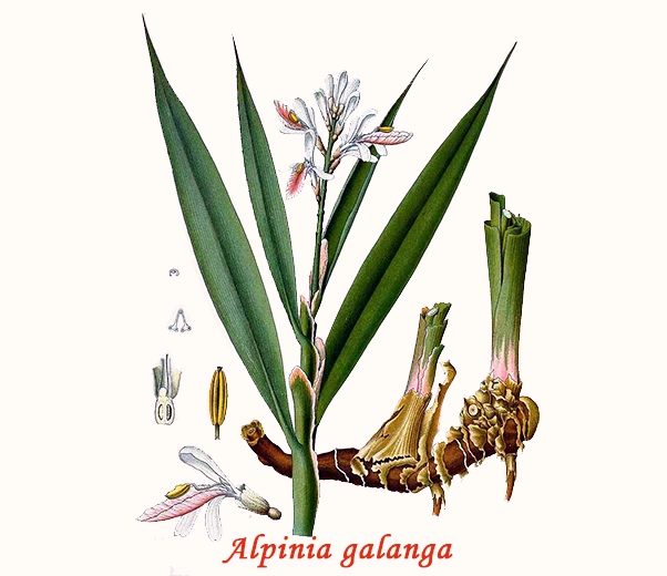 Botanique Galanga