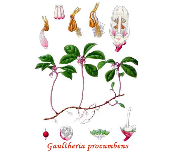 Botanique Gaulthérie (Gaulthérie)
