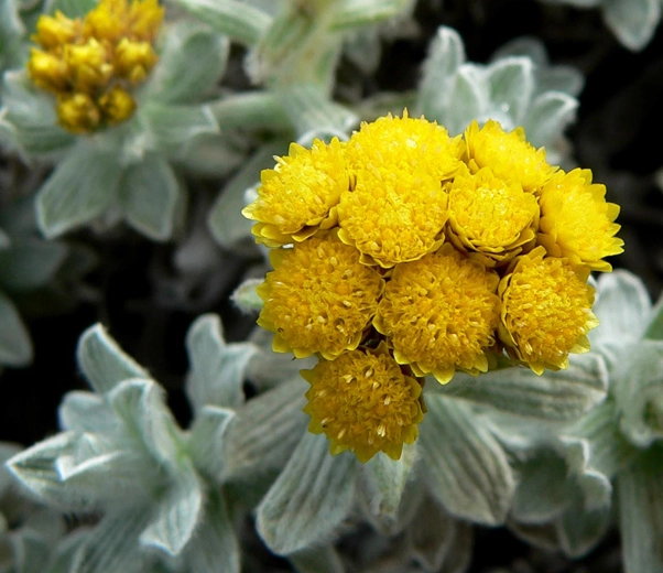 Fleur d'immortelle Fleur d'immortelle
