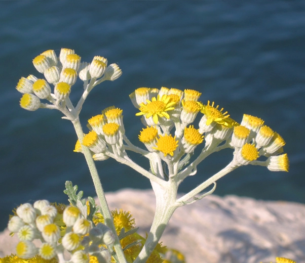 Fleurs d'immortelle Fleurs d'immortelle